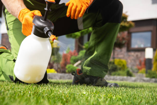 Best Wasp Removal Services  in Willows, CA
