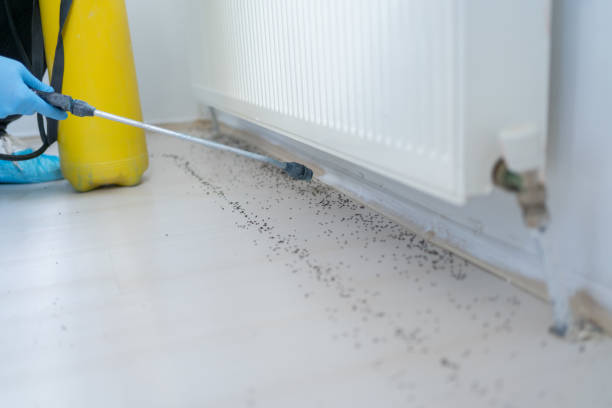 Best Pest Control Near Me  in Willows, CA